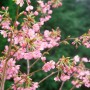 Zierkirsche 'Kursar' mit rosa Blüten auf 40 cm Stammhöhe, Nahaufnahme.