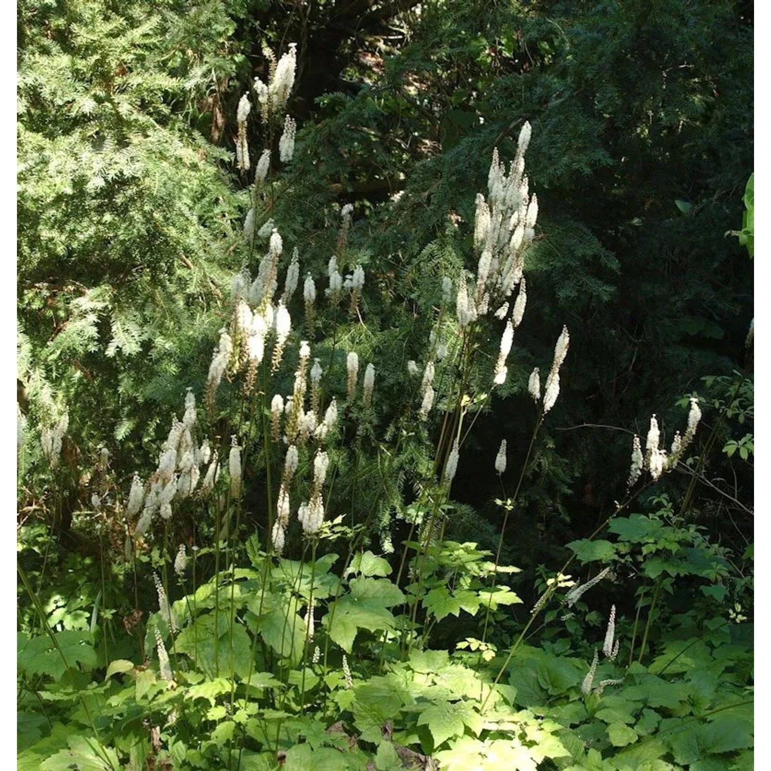 Lanzen Silberkerze - Actaea racemosa