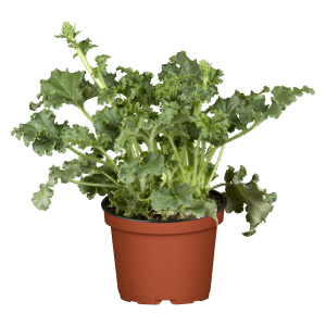 Grünes Purpurglöckchen (Heuchera) im Topf, eine dekorative Stehpflanze für Beet und Kübel.