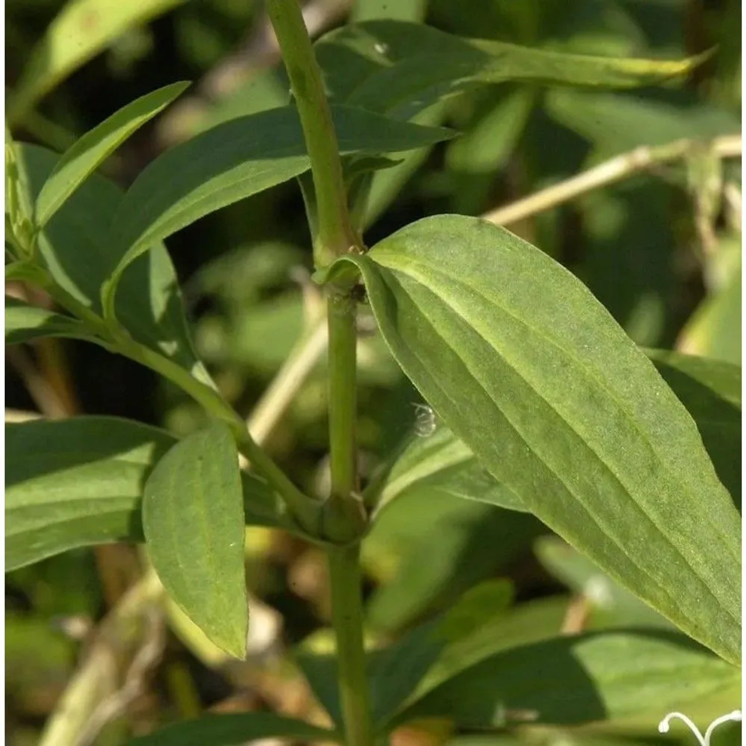 Gewöhnliches Seifenkraut Alba Plena - Saponaria officinalis