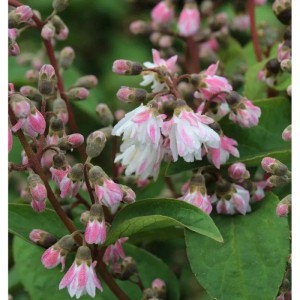 Nahaufnahme des gefüllten Sternchenstrauchs mit rosa-weißen Blüten.