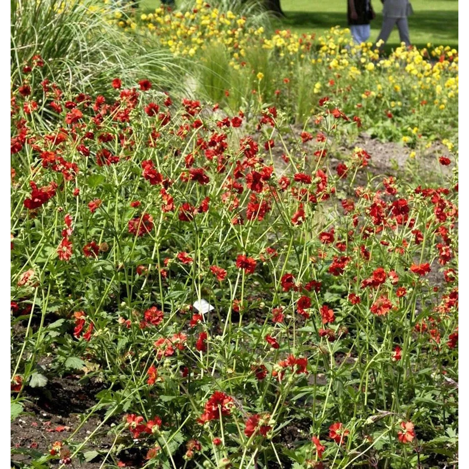 Nelkenwurz Bell Bank - Geum chiloense