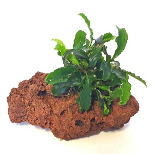 Dennerle Plants Bucephalandra auf Stein, Aquariumpflanze mit grünen Blättern auf porösem, braunem Stein.