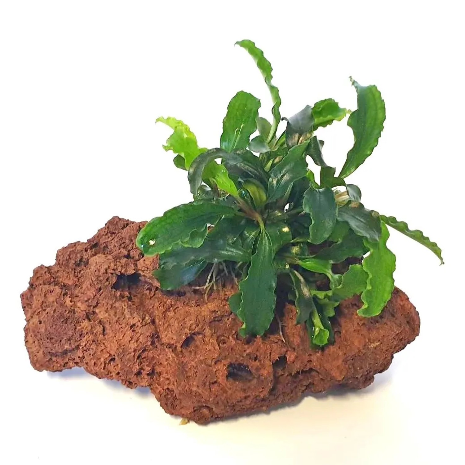Dennerle Plants Bucephalandra auf Stein Bucephalandra sp.