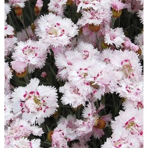 Nahaufnahme der weißen Federnelke Ine (Dianthus plumarius) mit rosa Akzenten.