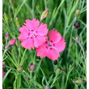 Nahaufnahme der rosa blühenden Pfingstnelke (Dianthus gratianopolitanus) im Garten.