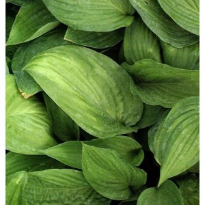 Nahaufnahme der grünen Blätter der Funkie Aurea (Hosta fortunei).