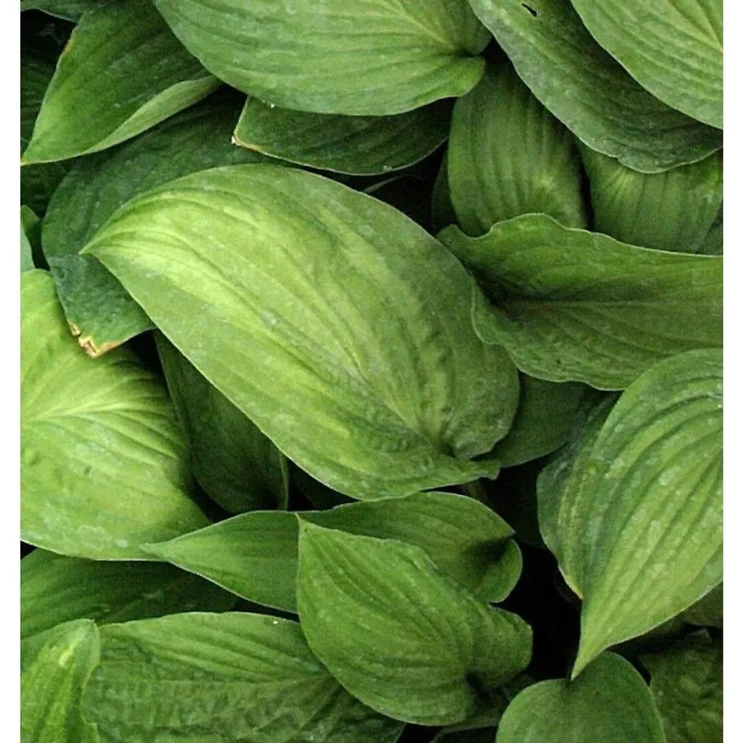 Funkie Aurea - Hosta fortunei