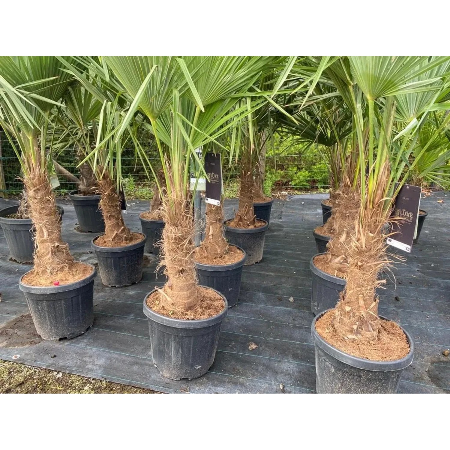 Sunny-Tree Hanfpalme Trachycarpus Fortunei Winterhart -18°C, 140-160 cm kaufen bei OBI