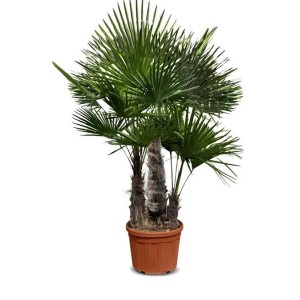 Chinesische Fächerpalme (Trachycarpus fortunei) Multistamm im Topf, ca. 240cm hoch.