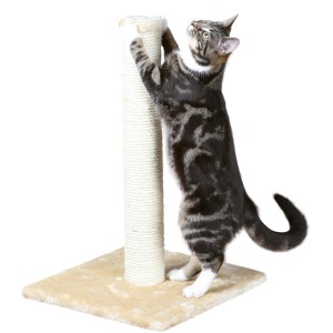 Katze kratzt am beigen Jollypaw Kratzstamm Jaskitty (62 cm) mit Sisal-Ummantelung.