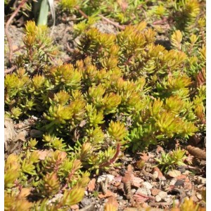 Gelbgrüne Felsen-Fetthenne Angelina (Sedum reflexum) als winterharte Staude für den Garten.