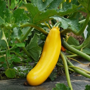 Gelbe Bio Zucchini (Cucurbita pepo) im Garten, ca. 15-25 cm lang.
