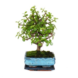 Exotenherz Bonsai Portulacaria Afra Jadebaum, ca. 4-5 Jahre, in Kugelform und blauer Schale.