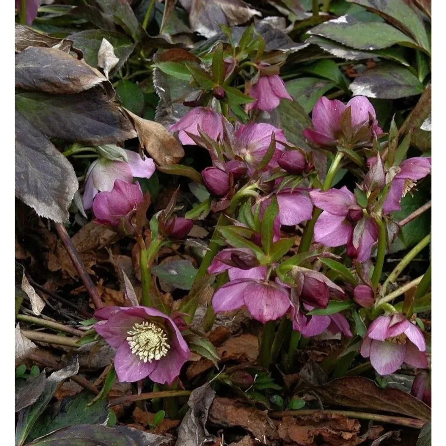 Rote Lenzrose - Helleborus orientalis