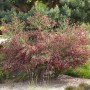 Besenginster 'Boskoop Ruby' mit roten Blüten im Garten, ca. 15-20 cm hoch.