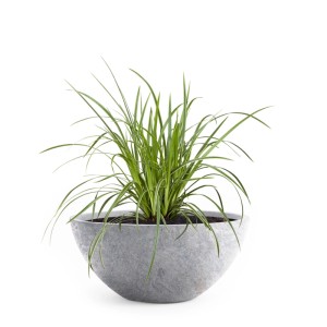 Hellgraue Pflanzwerk Pflanzschale Bowl Premium Lava, 28 cm, mit grüner Pflanze.