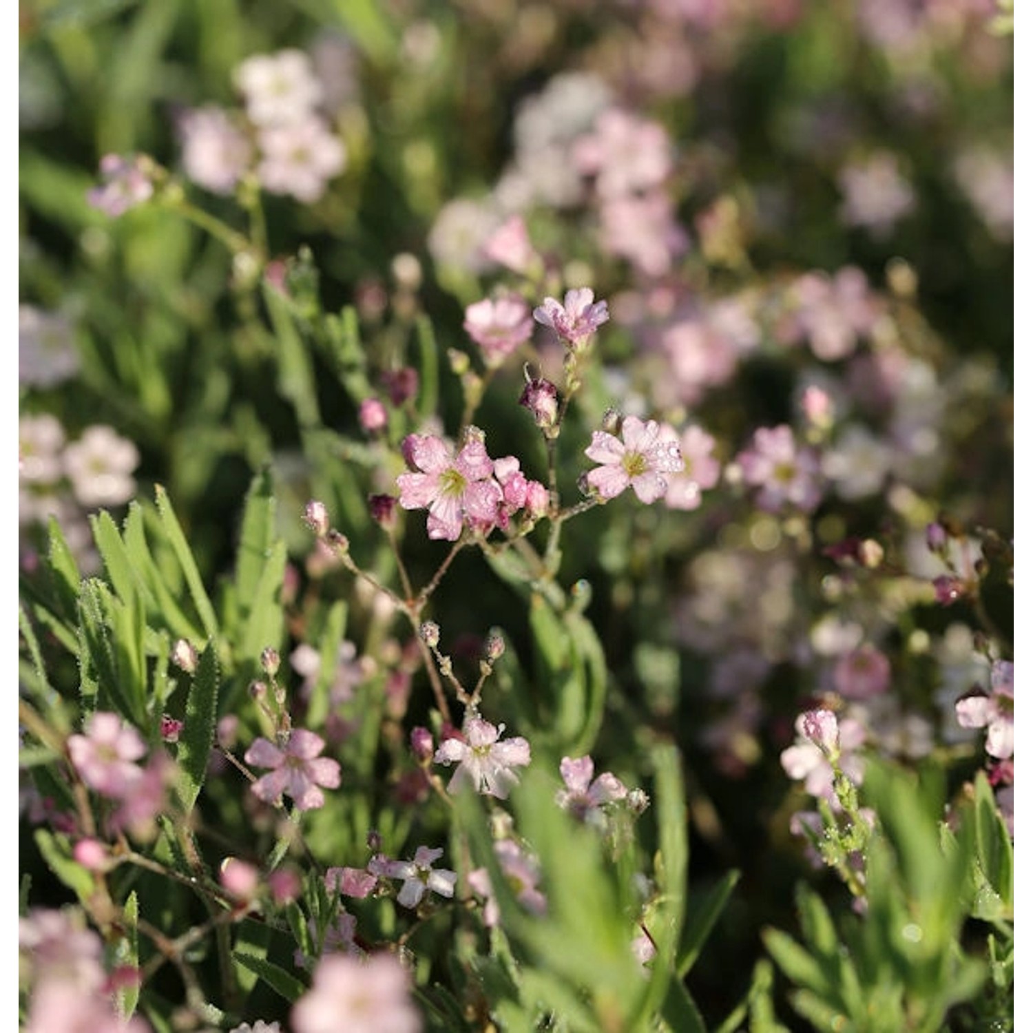 Teppich Schleierkraut Rosenschleier - Gypsophila repens günstig online kaufen