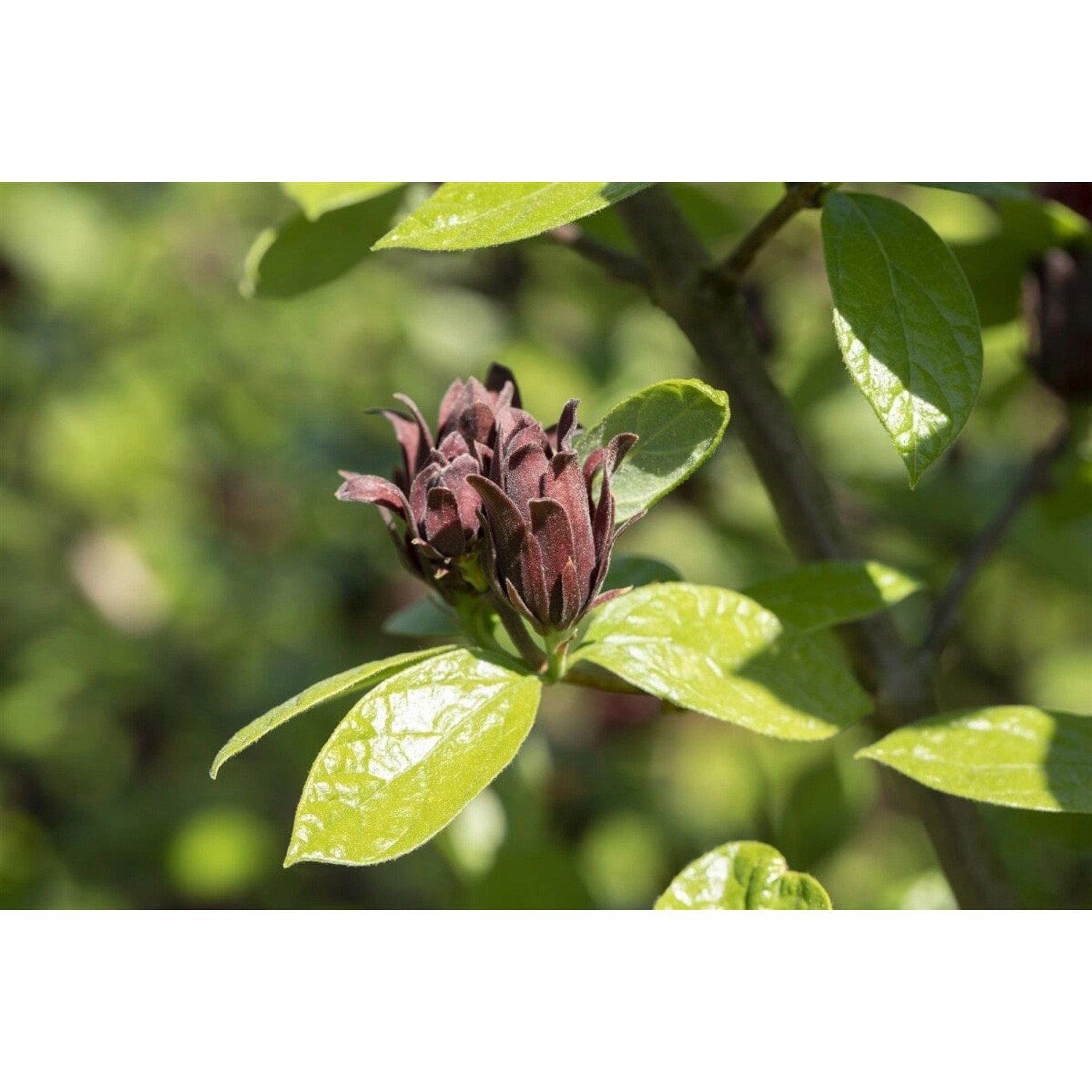 Nahaufnahme eines Calycanthus Floridus Gewürzstrauchs mit tiefroten Blüten und grünen Blättern.