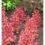 Säulen-Berberitze 'Orange Sunrise', ca. 20-25 cm hoch, mit orangefarbenen Blättern.
