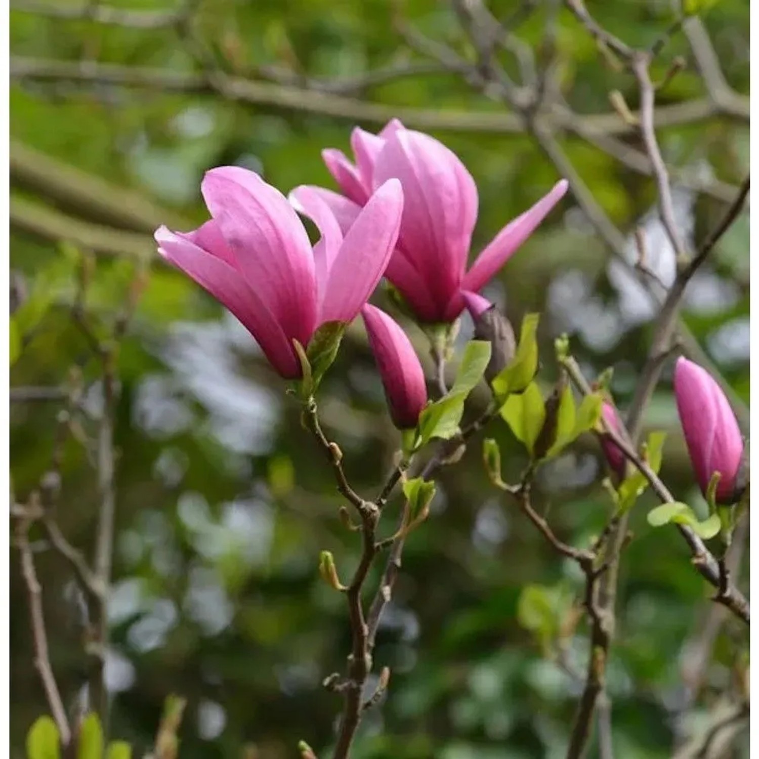 Magnolie Shirazz 60-80cm - Magnolia