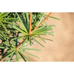 Nahaufnahme der grünen Nadeln einer Japanischen Schirmtanne (Sciadopitys verticilata).