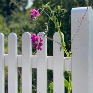 Plus Retro Holzzaun weiß, Nadelholz, mit pinken Blumen im Garten, ideal für Vorgärten.