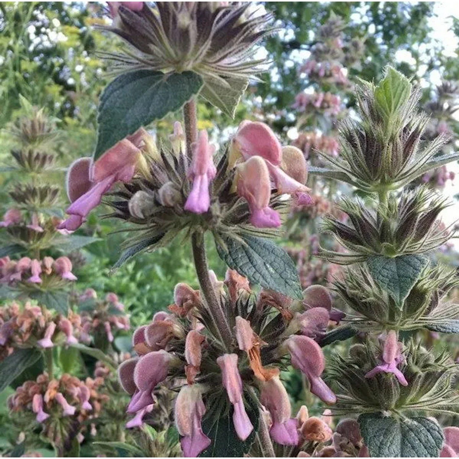Brandkraut - Phlomis samia