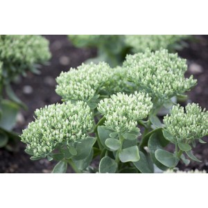 Purpur Fetthenne (Sedum Telephium) im 9x9 cm Topf, Stauden mit dichten Blütenständen.