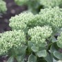 Purpur Fetthenne (Sedum Telephium) im 9x9 cm Topf, Stauden mit dichten Blütenständen.