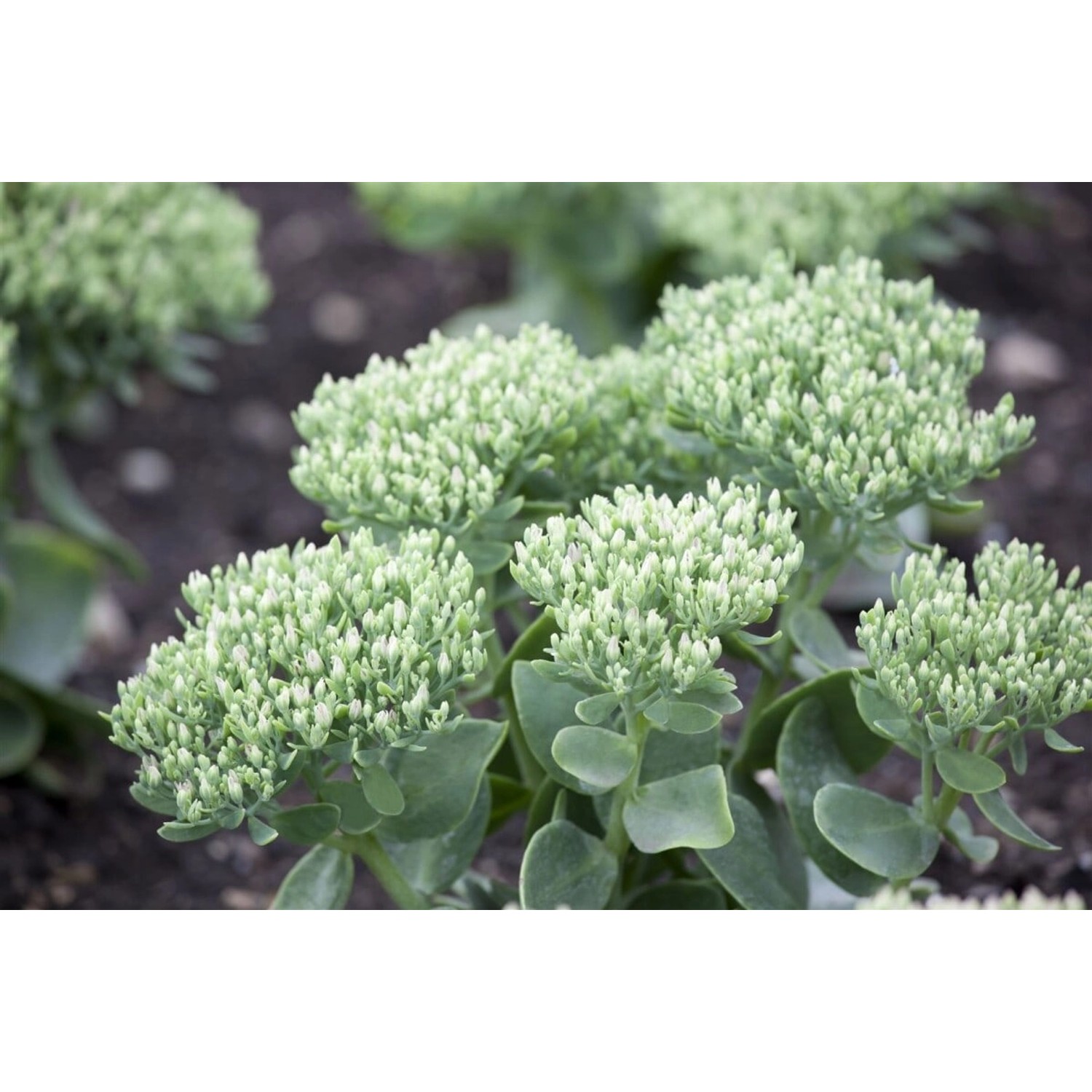 Sedum Telephium Purpur Fetthenne Ca. 9x9 cm Topf günstig online kaufen