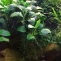 Dennerle Aquariumpflanze Anubias barteri var. Nana im Aquarium mit grünen Blättern.