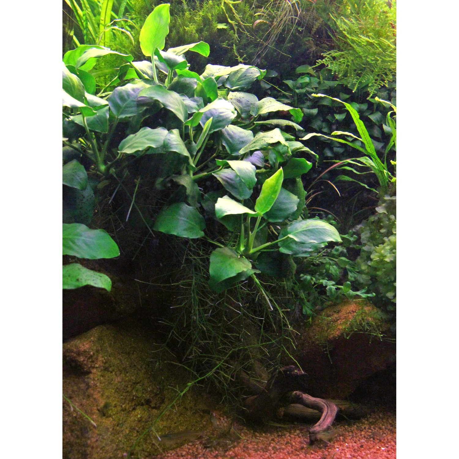 Dennerle Aquariumpflanze Anubias barteri var. Nana im Aquarium mit grünen Blättern.