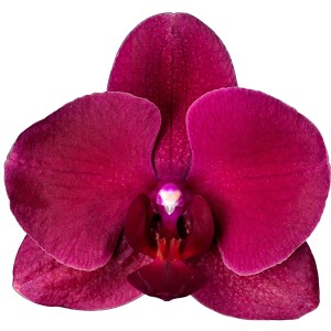 Nahaufnahme einer violetten Schmetterlingsorchidee (Phalaenopsis) von GROW by OBI. Blütenblätter in intensivem Violett.