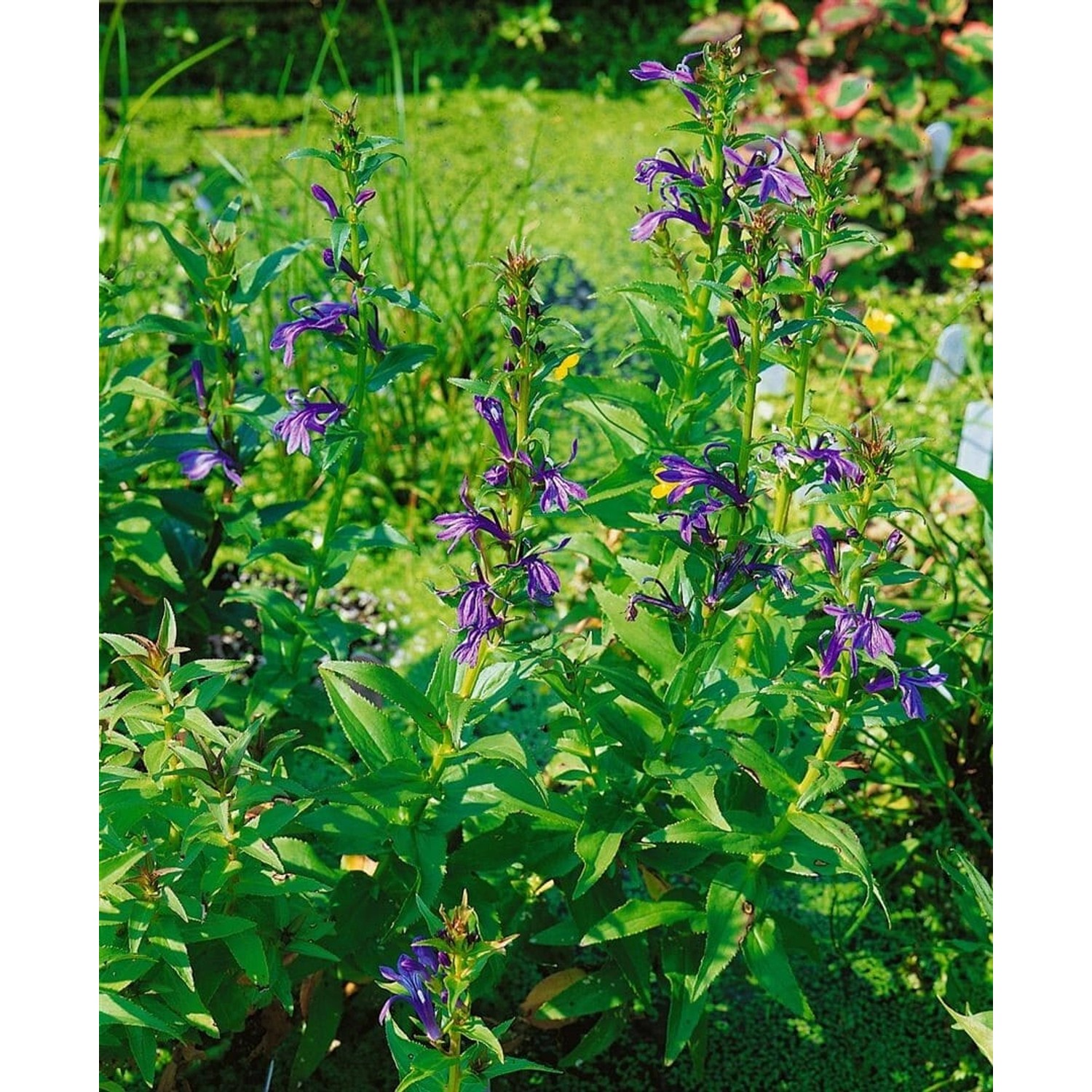 Lobelia Sessilifolia Ca. 9x9 cm Topf günstig online kaufen