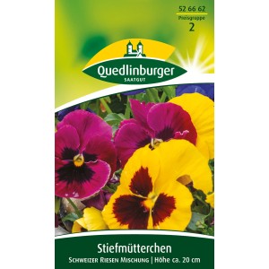 Quedlinburger Stiefmütterchen Schweizer Riesen Mischung mit bunten Blüten in Gelb und Lila.