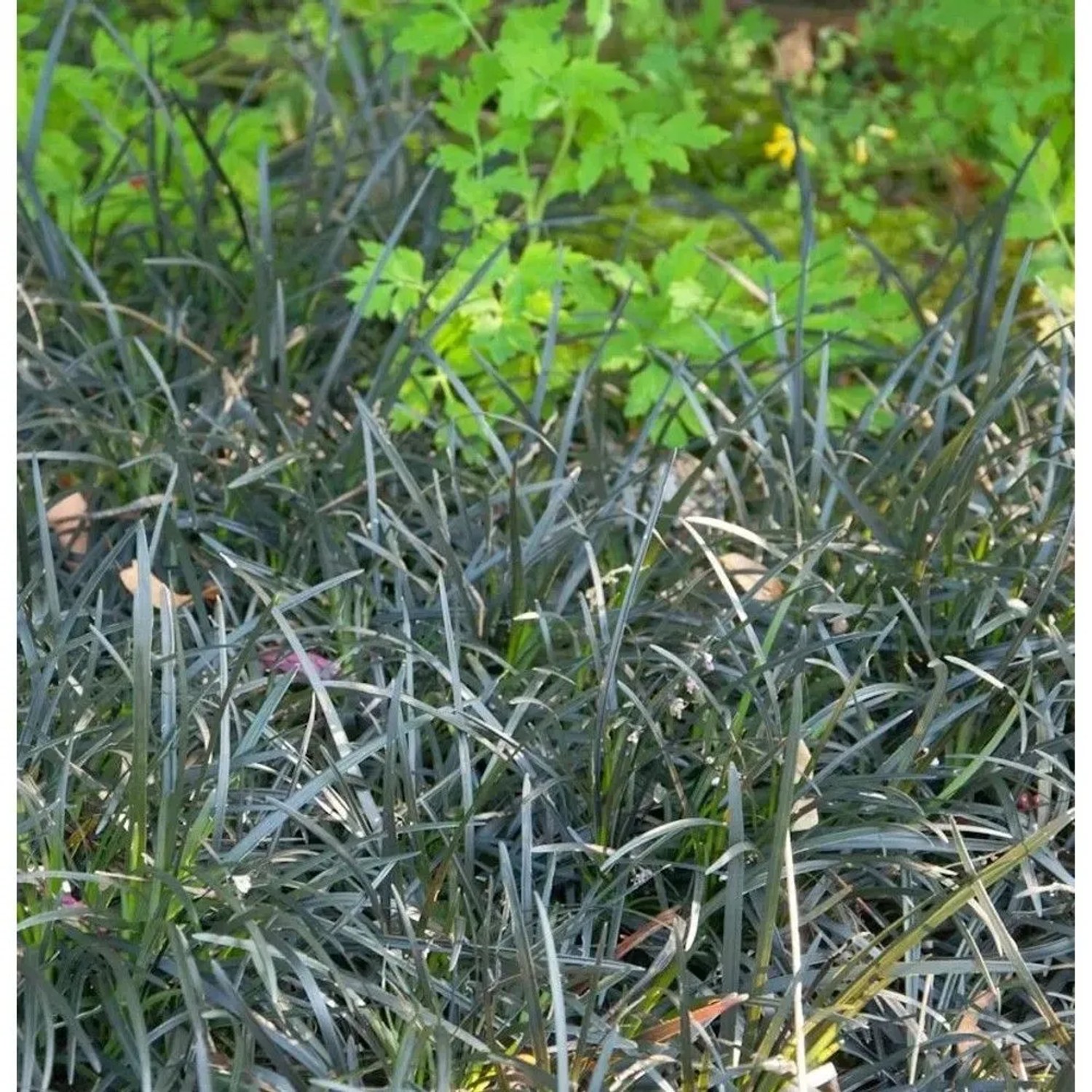 Dunkelblättriger Schlangenbart - Ophiopogon planiscapus