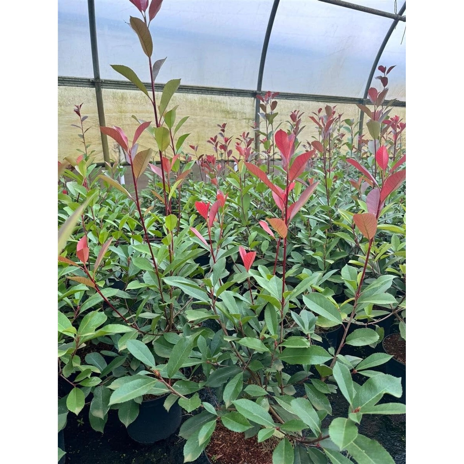 Photinia Fraseri Red Robin Glanzmispel Rot 2 Liter Container günstig online kaufen