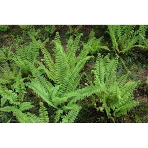 Grüner Polystichum Setiferum Herrenhausen Schildfarn im 9x9 cm Topf.
