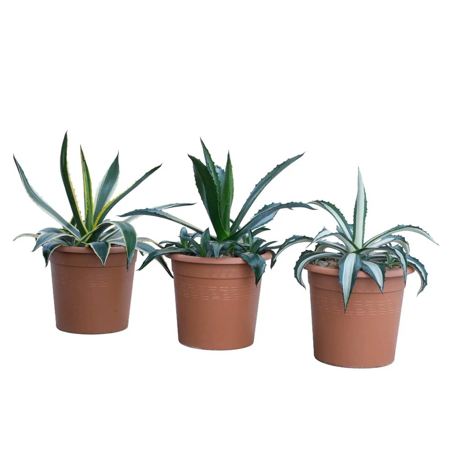GROW by OBI Amerikanische Agave Höhe ca. 20 cm Topf ca. 6 l Agave americana