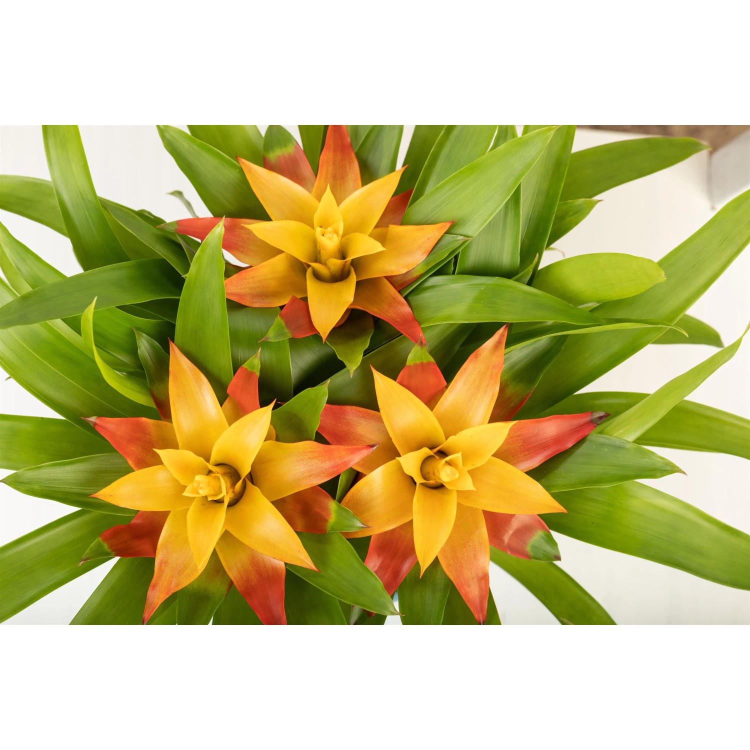 Guzmanie "Flava" mit gelb-orangen Hochblättern und grünen Blättern im Topf.