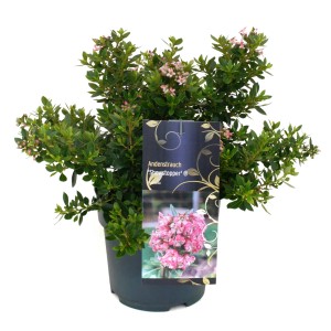 Andenstrauch Showstopper Rosa im Topf, ca. 20-30 cm hoch.