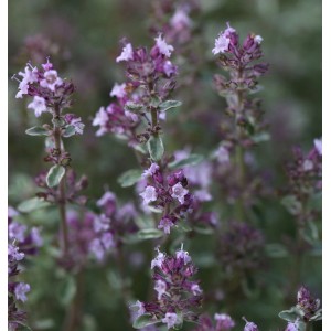 Blühender Echter Thymian Silver Posie (Thymus vulgaris), eine winterharte Staude mit lila Blüten.