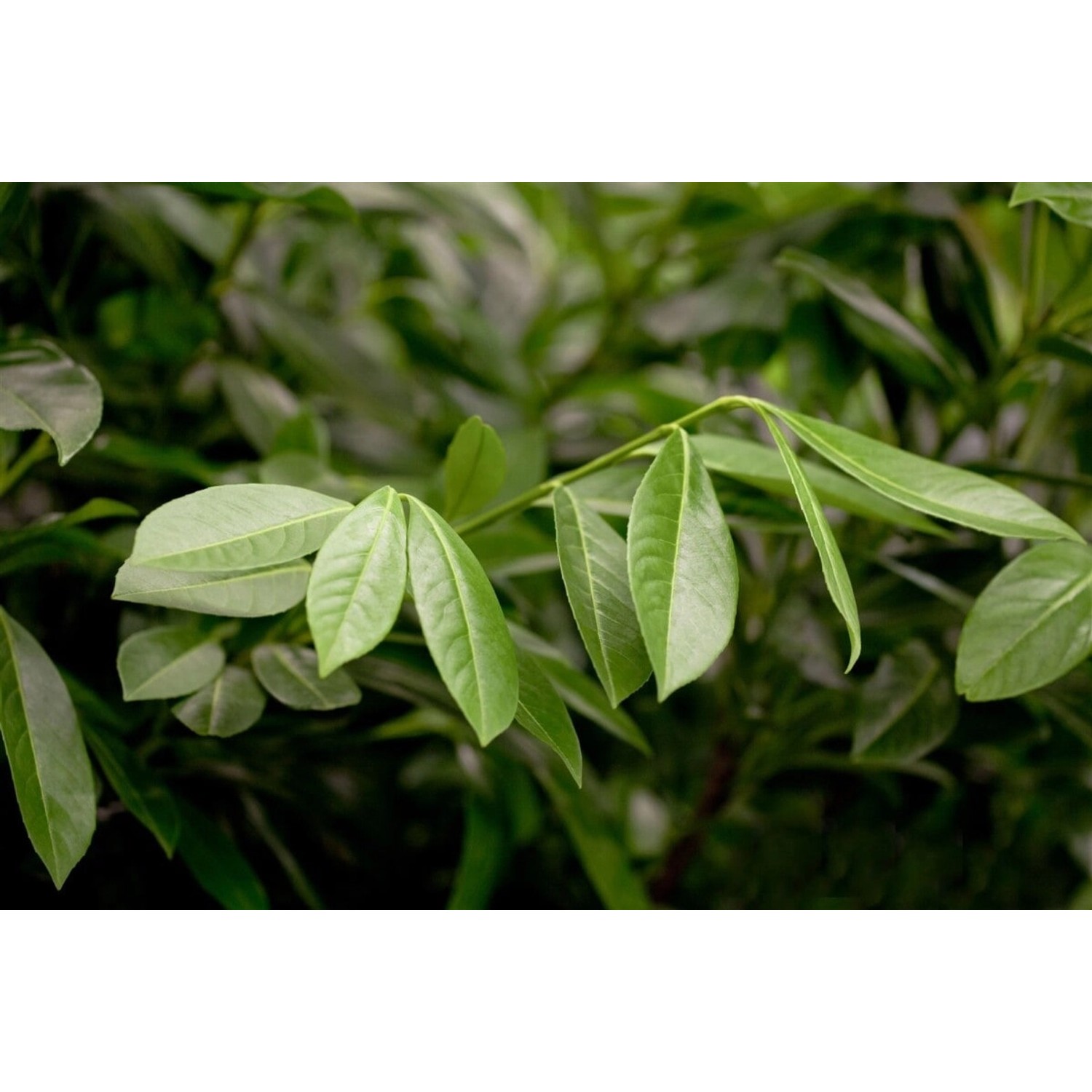Prunus laurocerasus 'Greenpeace' 100-125 cm günstig online kaufen