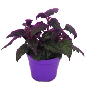 Lilafarbene Samtnessel Gynura Purple Passion im Topf (9cm), eine exotische Grünpflanze für Innenräume.