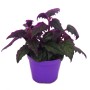 Lilafarbene Samtnessel Gynura Purple Passion im Topf (9cm), eine exotische Grünpflanze für Innenräume.