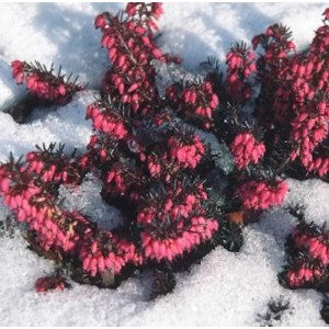 Winterheide Erica carnea 'Eva' mit pinkfarbenen Blüten im Schnee.