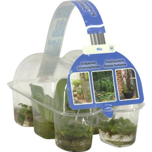 GROW by OBI Schwimmpflanzen Set, 6er-Pack im transparenten Kunststofftray. Verschiedene Wasserpflanzen.