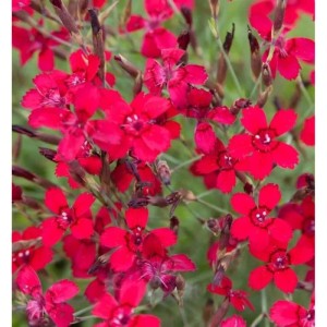 Nahaufnahme der leuchtend roten Blüten der Heidennelke Leuchtfunk (Dianthus deltoides).