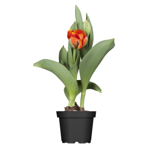 Orange Tulpe im Topf (ca. 11 cm Ø) für die Frühjahrsbepflanzung.